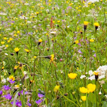 Artenreiche Blumenwiesen sind selten geworden