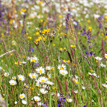 Les prairies fleuries offrent de la nourriture