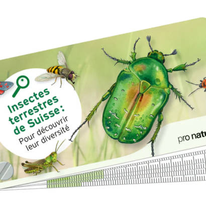 Guide de poche «Insectes»