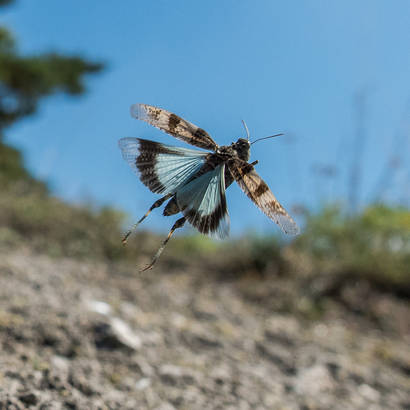 Blauflügelige Ödlandschrecke