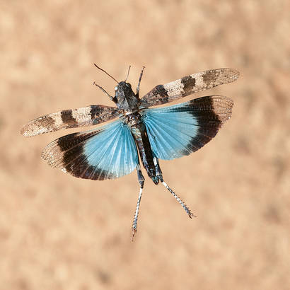 Blauflügelige Ödlandschrecke im Flug