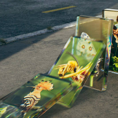 Biodiversität in der Schweiz – Wenn wir nichts tun, sehen wir Laubfrosch und Wiedehopf nie wieder.