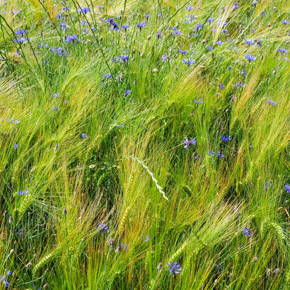 Landwirtschaftsstreifen