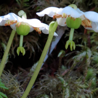 Moneses uniflora