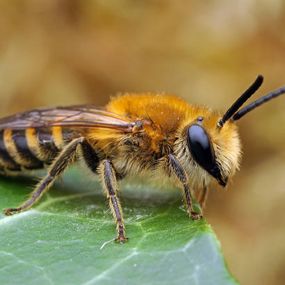 Die Efeu-Seidenbiene (Colletes hederae)