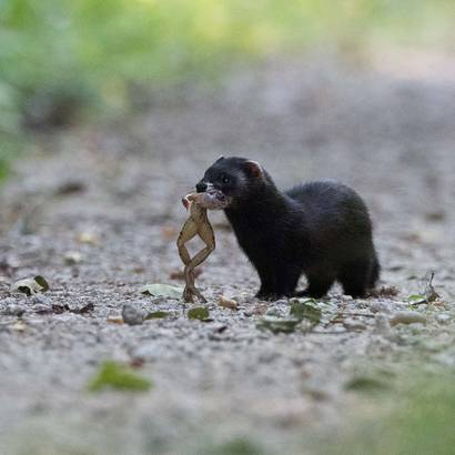 Iltis mit Frosch © Fabrice Cahez