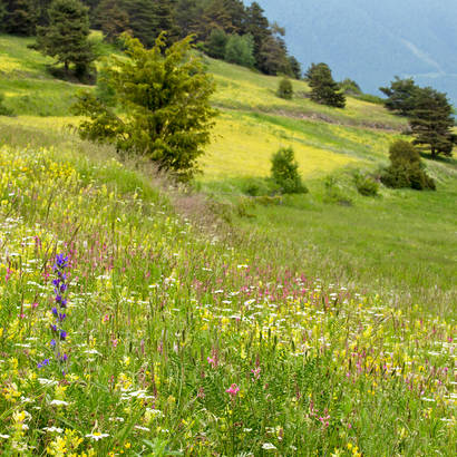 Blühende Blumenwiese in Zeneggen VS