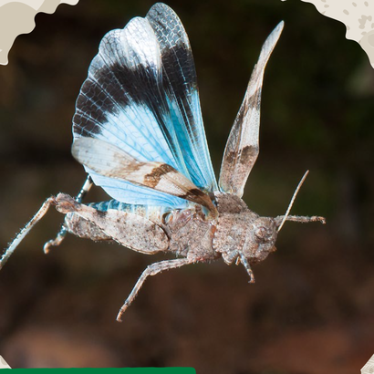 Oedipoda caerulescens