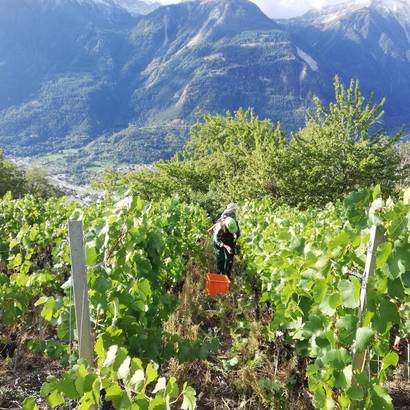 Rebberg in Leuk (VS)