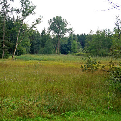 Pro Natura Schutzgebiet Flachmoor «Arnegger Witi»