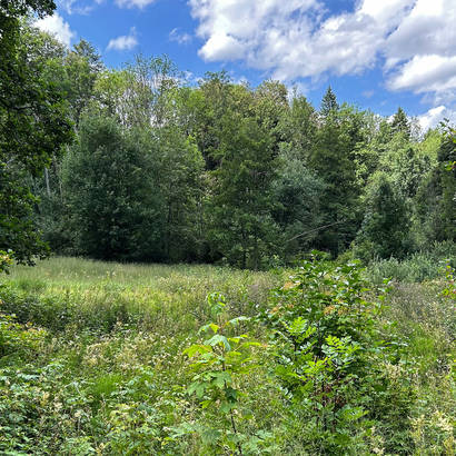 Feuchtgebiet «Les Hertous» im Jura