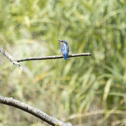 Eisvogel sitzt auf Ast